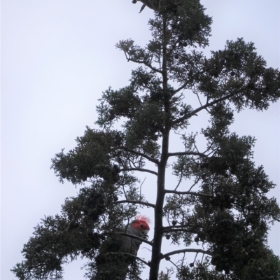 Callocephalon fimbriatum (Gang-gang Cockatoo) at Hughes, ACT - 29 Jun 2020 by JackyF