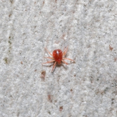 Acari (informal subclass) (Unidentified mite) at Hackett, ACT - 21 Jun 2020 by TimL
