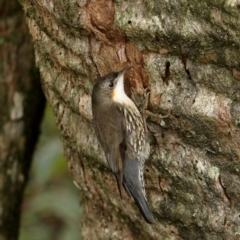 Cormobates leucophaea (White-throated Treecreeper) at Fitzroy Falls - 29 Jun 2020 by Snowflake