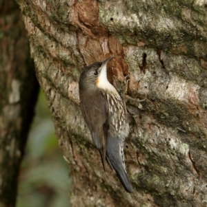 Cormobates leucophaea at Fitzroy Falls - 29 Jun 2020