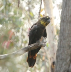 Calyptorhynchus lathami lathami (Glossy Black-Cockatoo) at Fitzroy Falls - 29 Jun 2020 by Snowflake