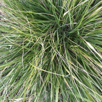 Nassella neesiana (Chilean Needlegrass) at Hughes, ACT - 29 Jun 2020 by ruthkerruish