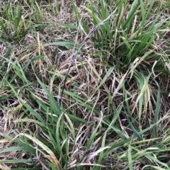 Lolium arundinaceum (Tall Fescue) at Hughes, ACT - 29 Jun 2020 by ruthkerruish