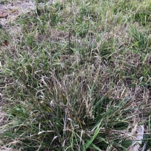 Festuca arundinacea at Hughes, ACT - 29 Jun 2020