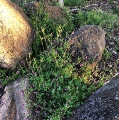 Fumaria sp. (Fumitory) at Hughes, ACT - 26 Jun 2020 by ruthkerruish