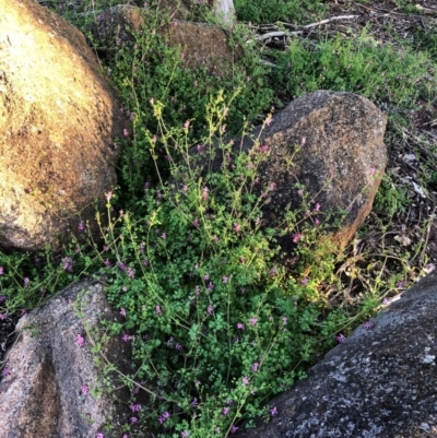 Fumaria sp. (Fumitory) at Hughes Garran Woodland - 26 Jun 2020 by ruthkerruish