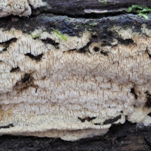 Xylodon 'Schizopora group' at Cotter River, ACT - 28 May 2020