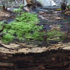 Xylodon 'Schizopora group' at Cotter River, ACT - 28 May 2020