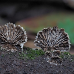 Schizophyllum commune (Split Gill Fungus) at Lower Cotter Catchment - 28 May 2020 by KenT