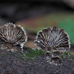 Schizophyllum commune at Cotter River, ACT - 28 May 2020