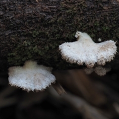 Schizophyllum commune at Cotter River, ACT - 28 May 2020 12:21 PM