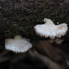 Schizophyllum commune at Cotter River, ACT - 28 May 2020