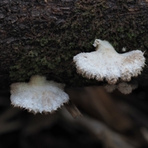 Schizophyllum commune at Cotter River, ACT - 28 May 2020