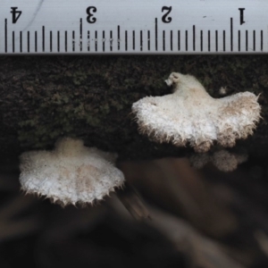 Schizophyllum commune at Cotter River, ACT - 28 May 2020 12:21 PM