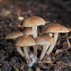 Mycena sp. (Mycena) at Lower Cotter Catchment - 28 May 2020 by KenT