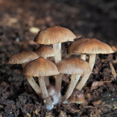 Mycena sp. (Mycena) at Lower Cotter Catchment - 28 May 2020 by KenT