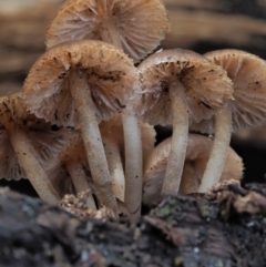 Mycena sp. at Cotter River, ACT - 28 May 2020