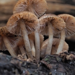 Mycena sp. (genus) at Cotter River, ACT - 28 May 2020 11:24 AM