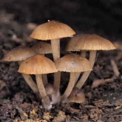 Mycena sp. (genus) at Cotter River, ACT - 28 May 2020 11:24 AM
