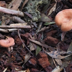 Lactarius s.l. (A Milkcap) at Lower Cotter Catchment - 28 May 2020 by KenT