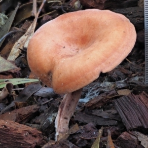 Lactarius s.l. at Cotter River, ACT - 28 May 2020 12:43 PM