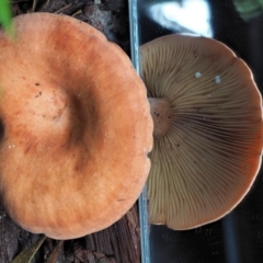 Lactarius s.l. at Cotter River, ACT - 28 May 2020 12:43 PM