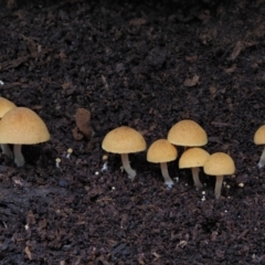 Gymnopilus sp. (Gymnopilus) at Cotter River, ACT - 28 May 2020 by KenT