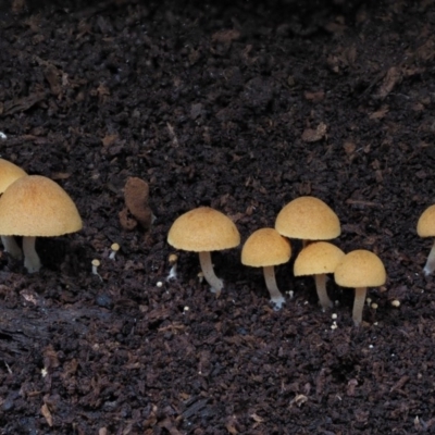 Gymnopilus sp. (Gymnopilus) at Lower Cotter Catchment - 28 May 2020 by KenT