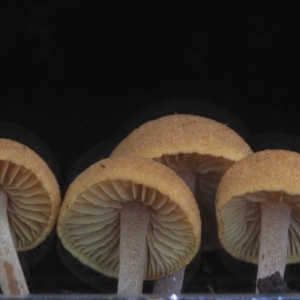 Gymnopilus sp. at Cotter River, ACT - 28 May 2020