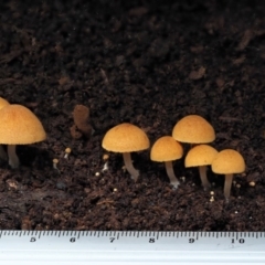 Gymnopilus sp. at Cotter River, ACT - 28 May 2020