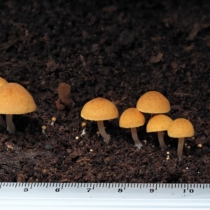 Gymnopilus sp. at Cotter River, ACT - 28 May 2020