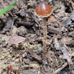 Galerina sp. at Cotter River, ACT - 28 May 2020 by KenT