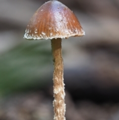 Galerina sp. at Cotter River, ACT - 28 May 2020