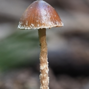 Galerina sp. at Cotter River, ACT - 28 May 2020