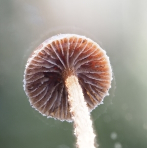 Galerina sp. at Cotter River, ACT - 28 May 2020