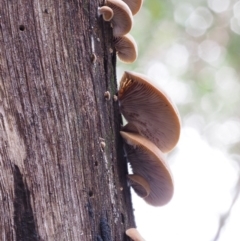 Crepidotus sp. (Crepidotus) at Lower Cotter Catchment - 28 May 2020 by KenT