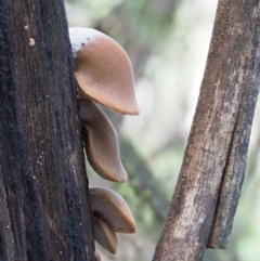 Crepidotus sp. at Cotter River, ACT - 28 May 2020