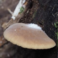 Crepidotus sp. at Cotter River, ACT - 28 May 2020 12:04 PM