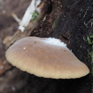 Crepidotus sp. at Cotter River, ACT - 28 May 2020 12:04 PM