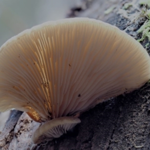 Crepidotus sp. at Cotter River, ACT - 28 May 2020 12:04 PM