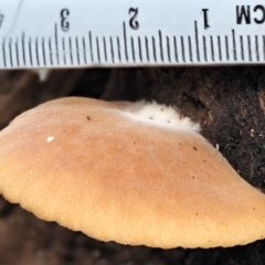 Crepidotus sp. at Cotter River, ACT - 28 May 2020 12:04 PM