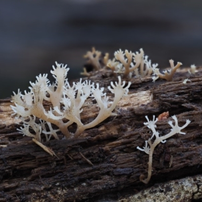 Artomyces sp. (A coral fungus) at Cotter River, ACT - 28 May 2020 by KenT