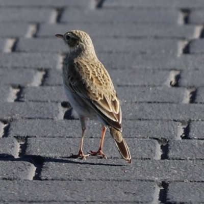 Anthus australis (Australian Pipit) at Throsby, ACT - 28 Jun 2020 by Tammy