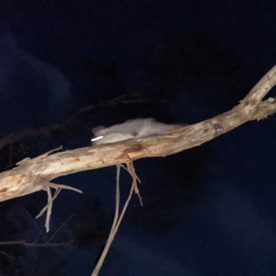 Petaurus notatus (Krefft’s Glider, formerly Sugar Glider) at Red Hill, ACT - 28 Jun 2020 by Torbreck