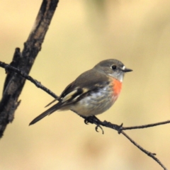 Petroica boodang (Scarlet Robin) at McQuoids Hill - 29 Jun 2020 by HelenCross