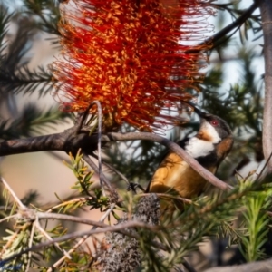 Acanthorhynchus tenuirostris at Hughes, ACT - 26 Jun 2020