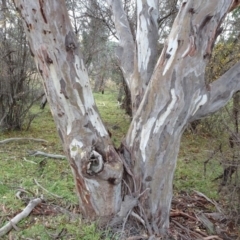 Eucalyptus blakelyi (Blakely's Red Gum) at Molonglo Valley, ACT - 29 Jun 2020 by JanetRussell