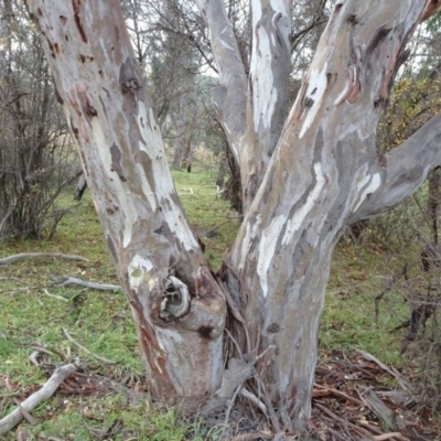 Eucalyptus blakelyi (Blakely's Red Gum) at National Arboretum Forests - 29 Jun 2020 by JanetRussell