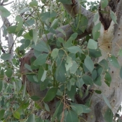 Eucalyptus blakelyi at National Arboretum Forests - 29 Jun 2020 03:22 PM