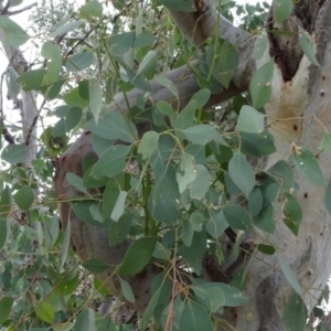 Eucalyptus blakelyi at National Arboretum Forests - 29 Jun 2020
